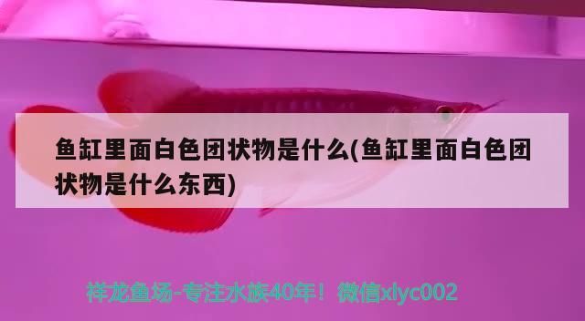 魟魚會(huì)攻擊其他魚嗎：魟魚會(huì)攻擊人嗎 魟魚會(huì)攻擊其他魚嗎：魟魚會(huì)攻擊人嗎 觀賞魚百科 第1張