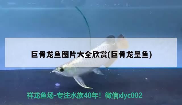 魟魚會(huì)攻擊其他魚嗎：魟魚會(huì)攻擊人嗎 魟魚會(huì)攻擊其他魚嗎：魟魚會(huì)攻擊人嗎 觀賞魚百科 第3張