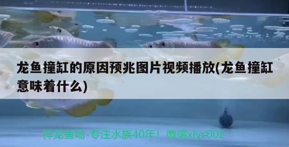 龍魚撞缸的原因預兆圖片視頻播放(龍魚撞缸意味著什么) 龍魚撞缸的原因預兆圖片視頻播放(龍魚撞缸意味著什么) 觀賞魚百科