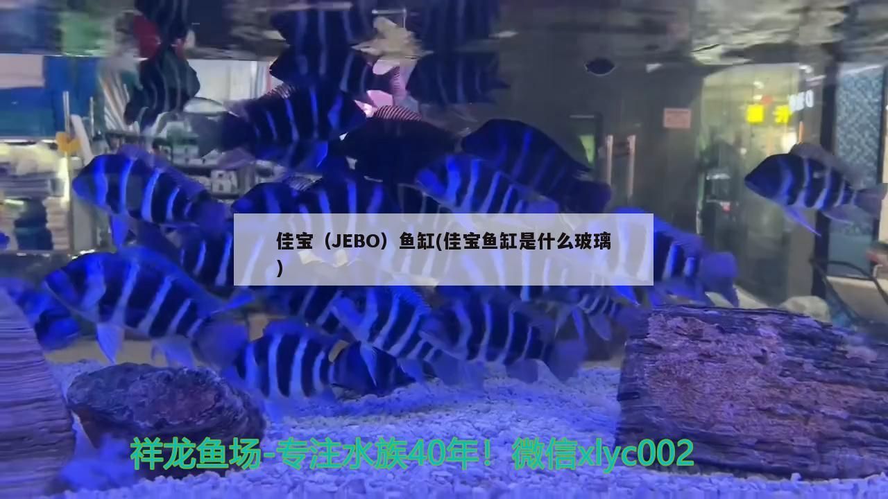 佳寶（JEBO）魚(yú)缸(佳寶魚(yú)缸是什么玻璃) 佳寶（JEBO）魚(yú)缸(佳寶魚(yú)缸是什么玻璃) 觀(guān)賞魚(yú)百科