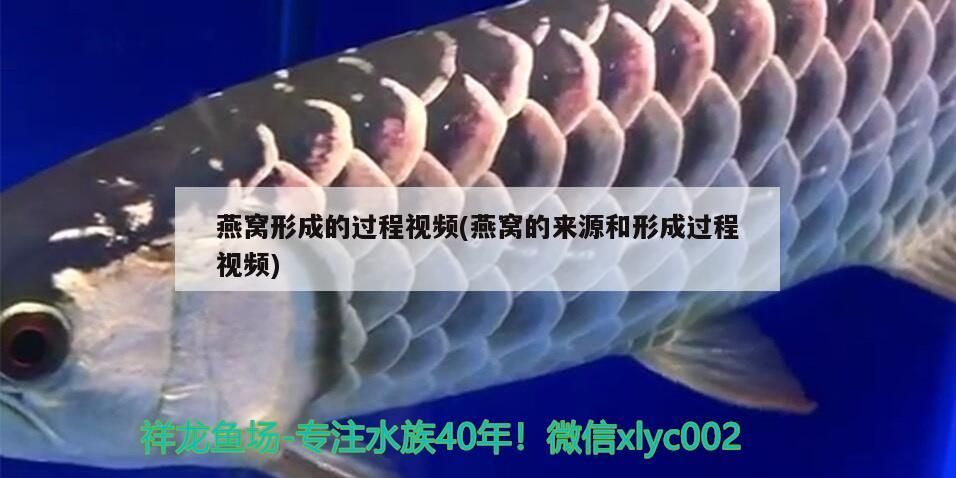 燕窩形成的過程視頻(燕窩的來源和形成過程視頻)