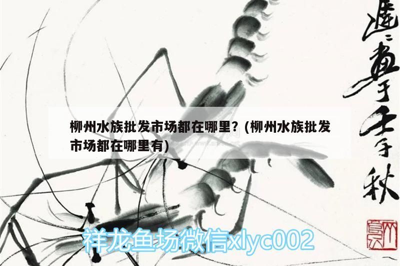 柳州水族批發市場都在哪里？(柳州水族批發市場都在哪里有) 柳州水族批發市場都在哪里？(柳州水族批發市場都在哪里有) 觀賞魚百科