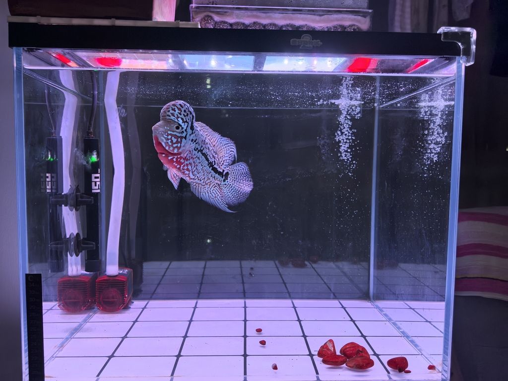 魚缸過(guò)濾器選購(gòu)指南:自制魚缸過(guò)濾器魚缸上置過(guò)濾器對(duì)于養(yǎng)魚愛(ài)好者的必備知識(shí) 夜色,賞魚 龍魚論壇 夜色,賞魚 夜色,賞魚 龍魚論壇