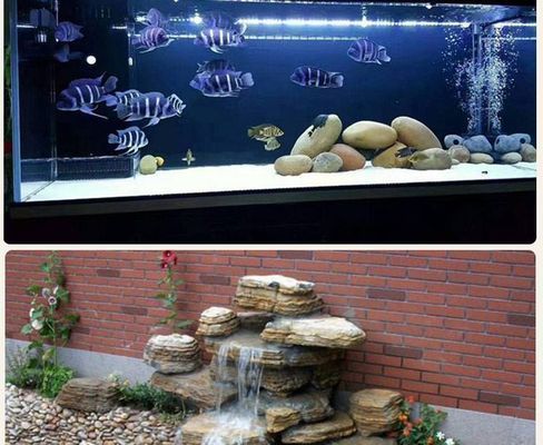紅龍魚吃什么最好養活的（紅龍魚吃什么最好養活的快）