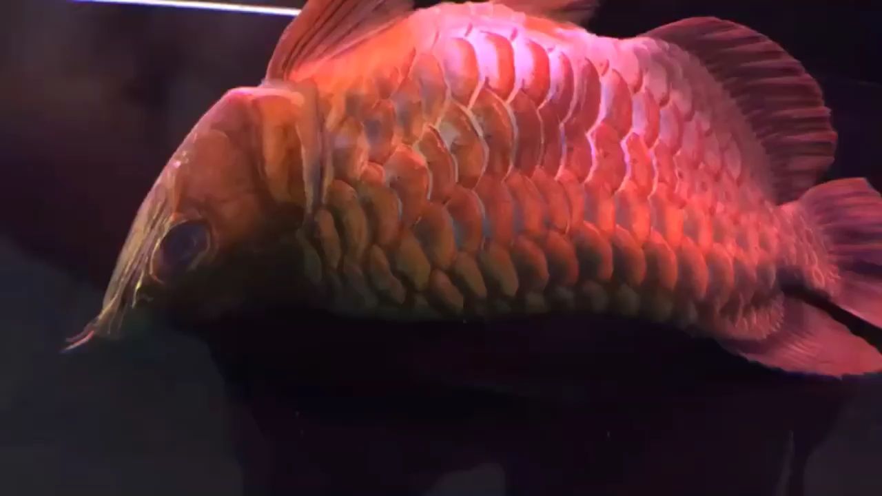 節哀 節哀 觀賞魚百科