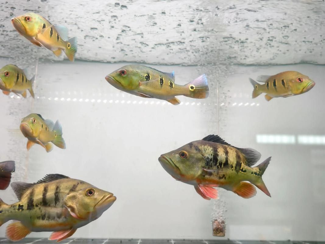 龍魚哪個漁場的最好