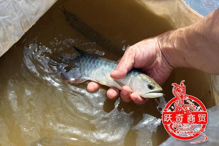 龍魚哪個漁場的最好