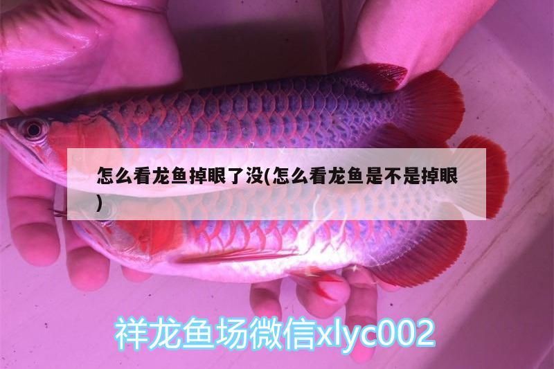 怎么看龍魚掉眼了沒(怎么看龍魚是不是掉眼) 怎么看龍魚掉眼了沒(怎么看龍魚是不是掉眼) 觀賞魚百科