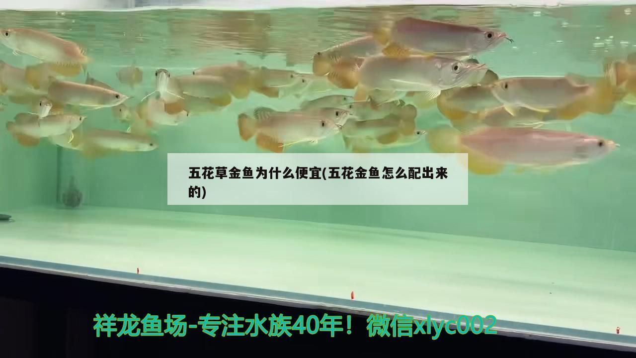 五花草金魚(yú)為什么便宜(五花金魚(yú)怎么配出來(lái)的) 五花草金魚(yú)為什么便宜(五花金魚(yú)怎么配出來(lái)的) 觀賞魚(yú)百科