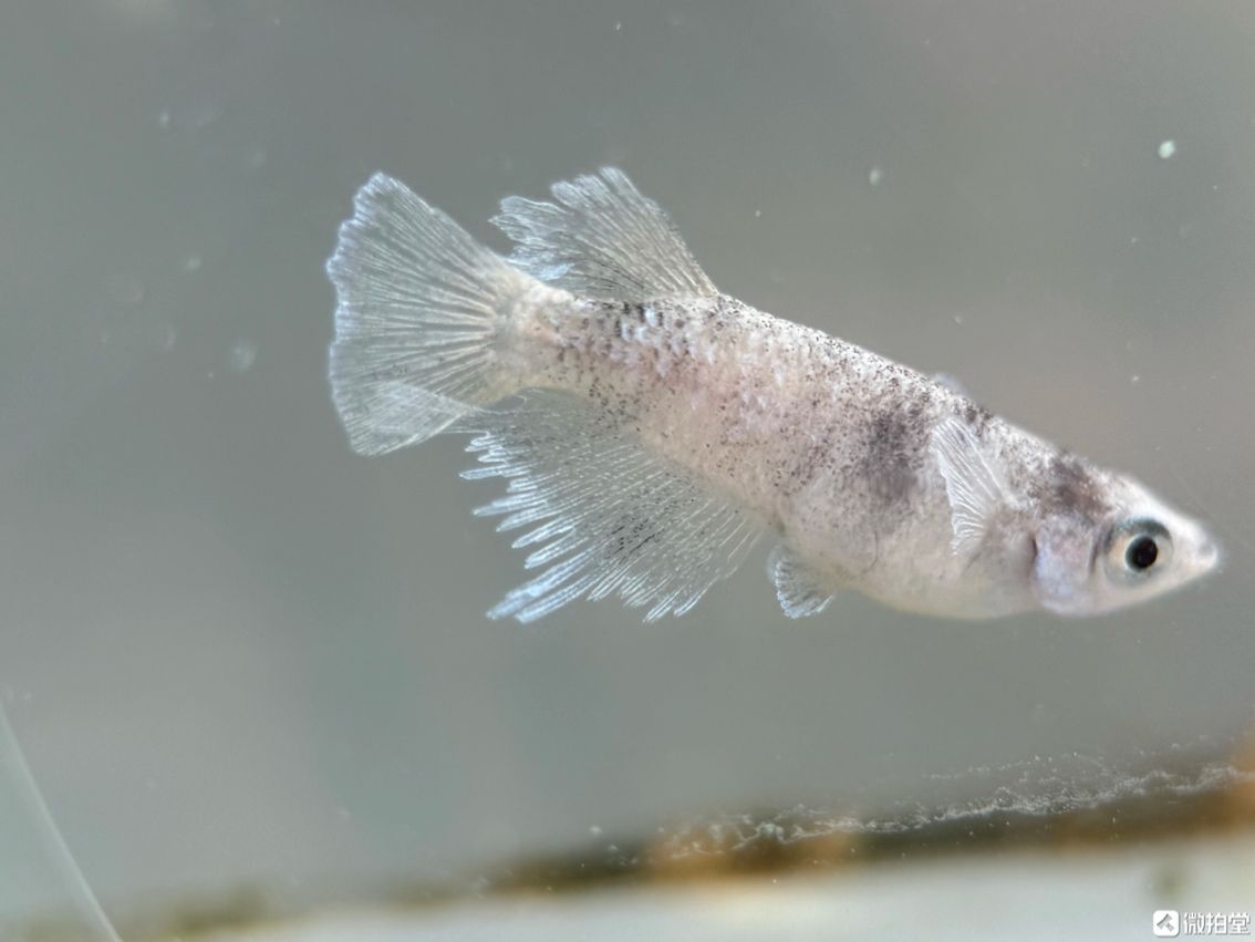 不需要加溫打氧過濾的小型觀賞魚觀背青鳉 不需要加溫打氧過濾的小型觀賞魚觀背青鳉 龍魚論壇 第1張