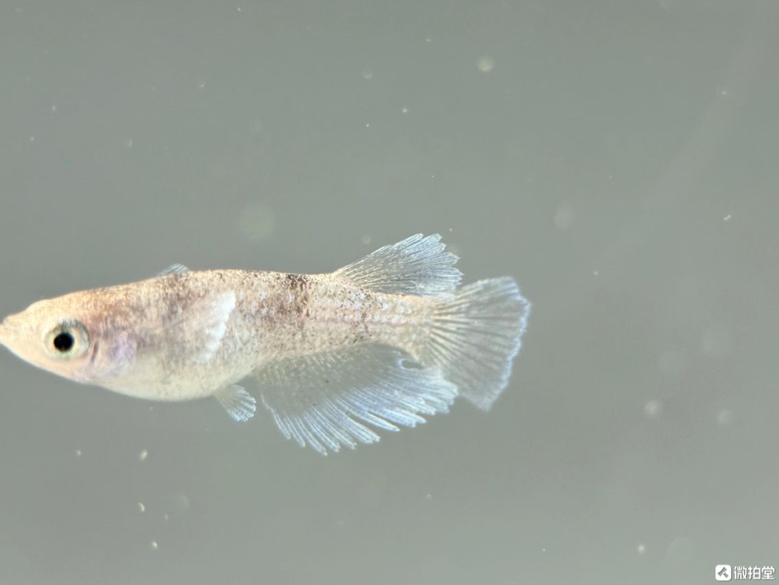 不需要加溫打氧過濾的小型觀賞魚觀背青鳉 不需要加溫打氧過濾的小型觀賞魚觀背青鳉 龍魚論壇 第3張