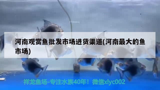 河南觀賞魚批發市場進貨渠道(河南最大的魚市場) 河南觀賞魚批發市場進貨渠道(河南最大的魚市場) 觀賞魚百科