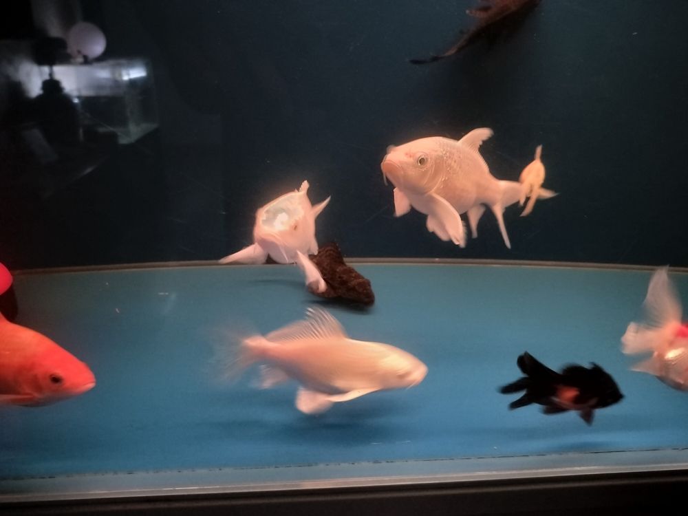 長勢不錯,也不挑食! 龍魚論壇 第2張 長勢不錯,也不挑食! 長勢不錯,也不挑食! 龍魚論壇 第2張