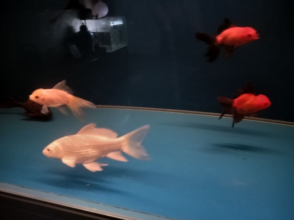 長勢不錯,也不挑食! 龍魚論壇 第6張 長勢不錯,也不挑食! 長勢不錯,也不挑食! 龍魚論壇 第6張