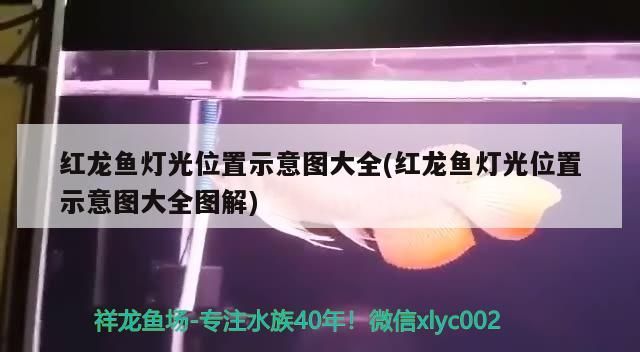 紅龍魚燈光位置示意圖大全(紅龍魚燈光位置示意圖大全圖解) 紅龍魚燈光位置示意圖大全(紅龍魚燈光位置示意圖大全圖解) 觀賞魚百科