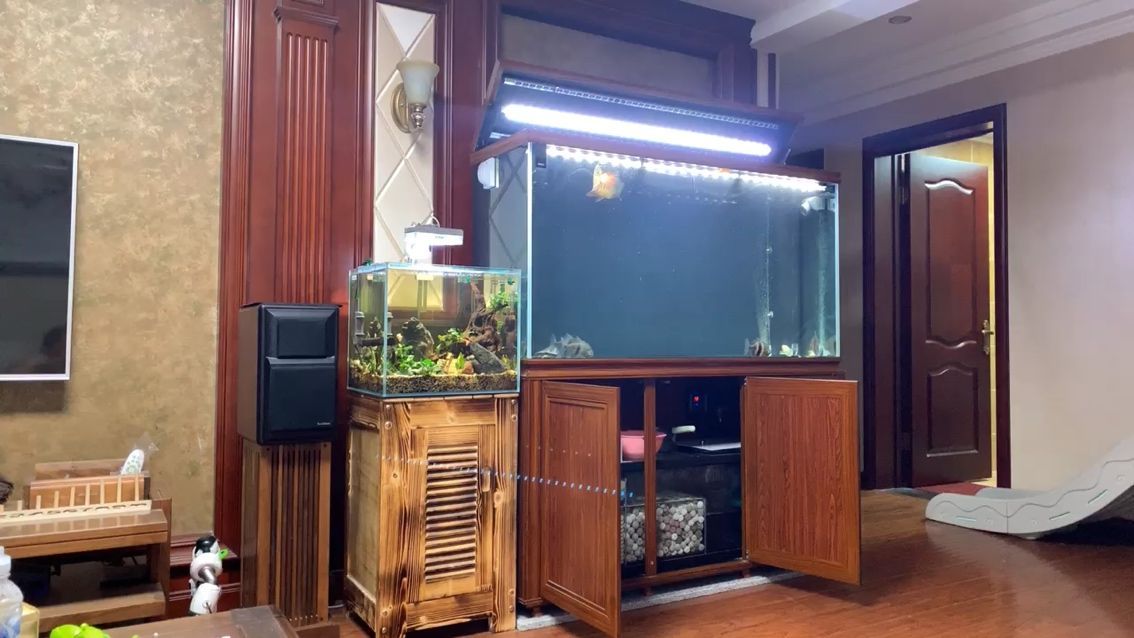 能否提供泗水龍魚的繁殖視頻，泗水龍魚全程繁殖階段管理清單