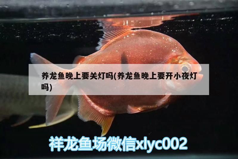 養(yǎng)龍魚晚上要關(guān)燈嗎(養(yǎng)龍魚晚上要開小夜燈嗎) 養(yǎng)龍魚晚上要關(guān)燈嗎(養(yǎng)龍魚晚上要開小夜燈嗎) 觀賞魚百科
