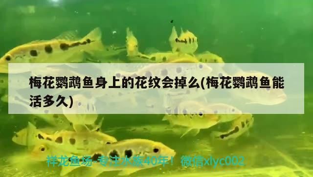 梅花鸚鵡魚身上的花紋會掉么(梅花鸚鵡魚能活多久) 梅花鸚鵡魚身上的花紋會掉么(梅花鸚鵡魚能活多久) 觀賞魚百科