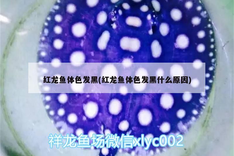 我的虎魚真菌感染了要怎么處理 紅龍魚體色發黑(紅龍魚體色發黑什么原因) 觀賞魚百科 紅龍魚體色發黑(紅龍魚體色發黑什么原因) 紅龍魚體色發黑(紅龍魚體色發黑什么原因) 觀賞魚百科