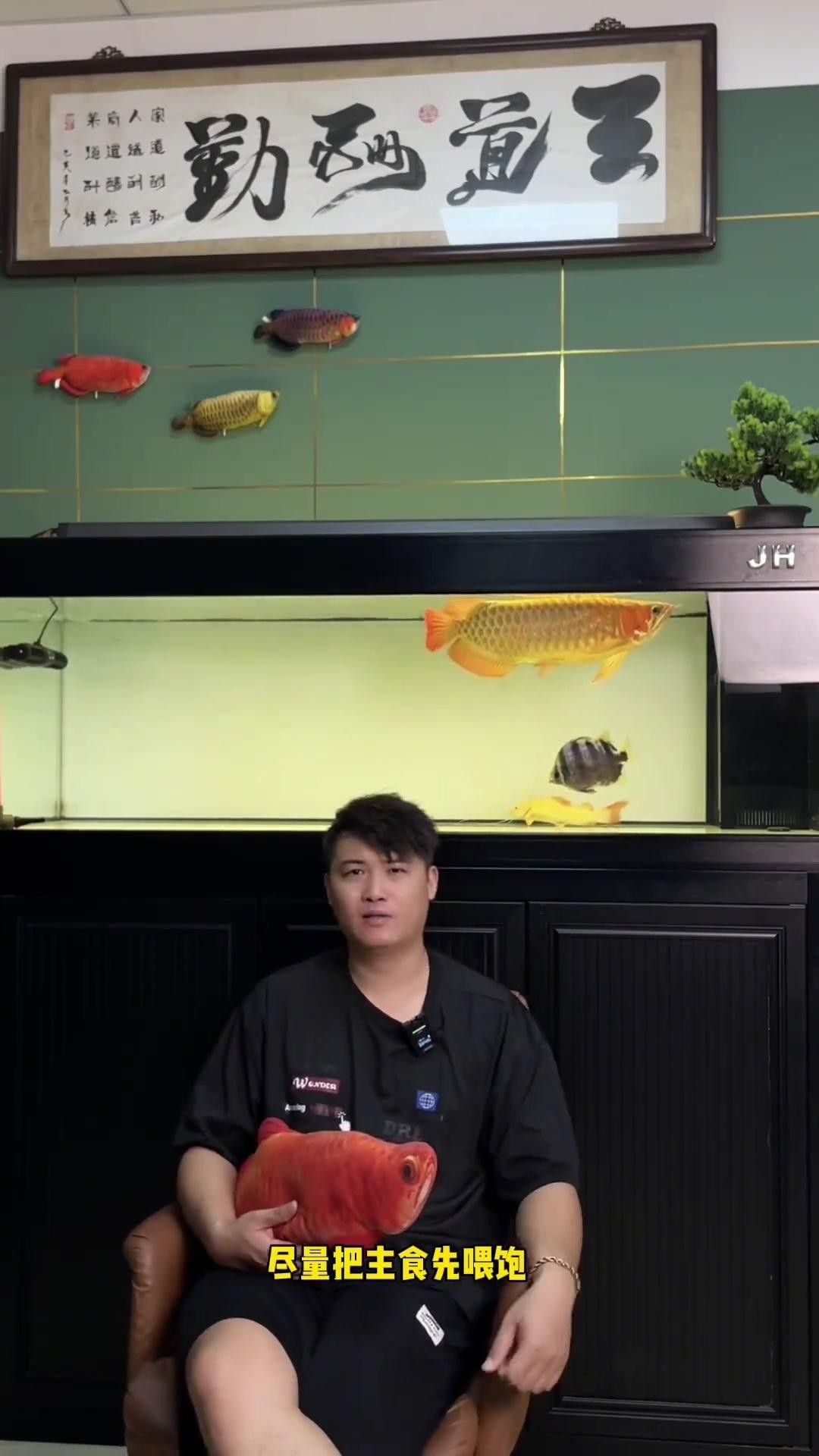 龍魚老張嘴梗的梗的由來和歷史背景探討 龍魚老張嘴梗的梗的由來和歷史背景探討 觀賞魚百科 第2張