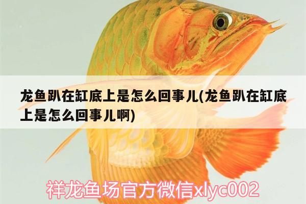 龍魚趴在缸底上是怎么回事兒(龍魚趴在缸底上是怎么回事兒啊) 龍魚趴在缸底上是怎么回事兒(龍魚趴在缸底上是怎么回事兒啊) 觀賞魚百科
