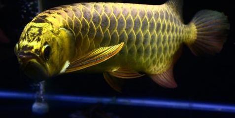 過背金龍多大珠鱗亮（過背金龍魚珠鱗何時全亮）