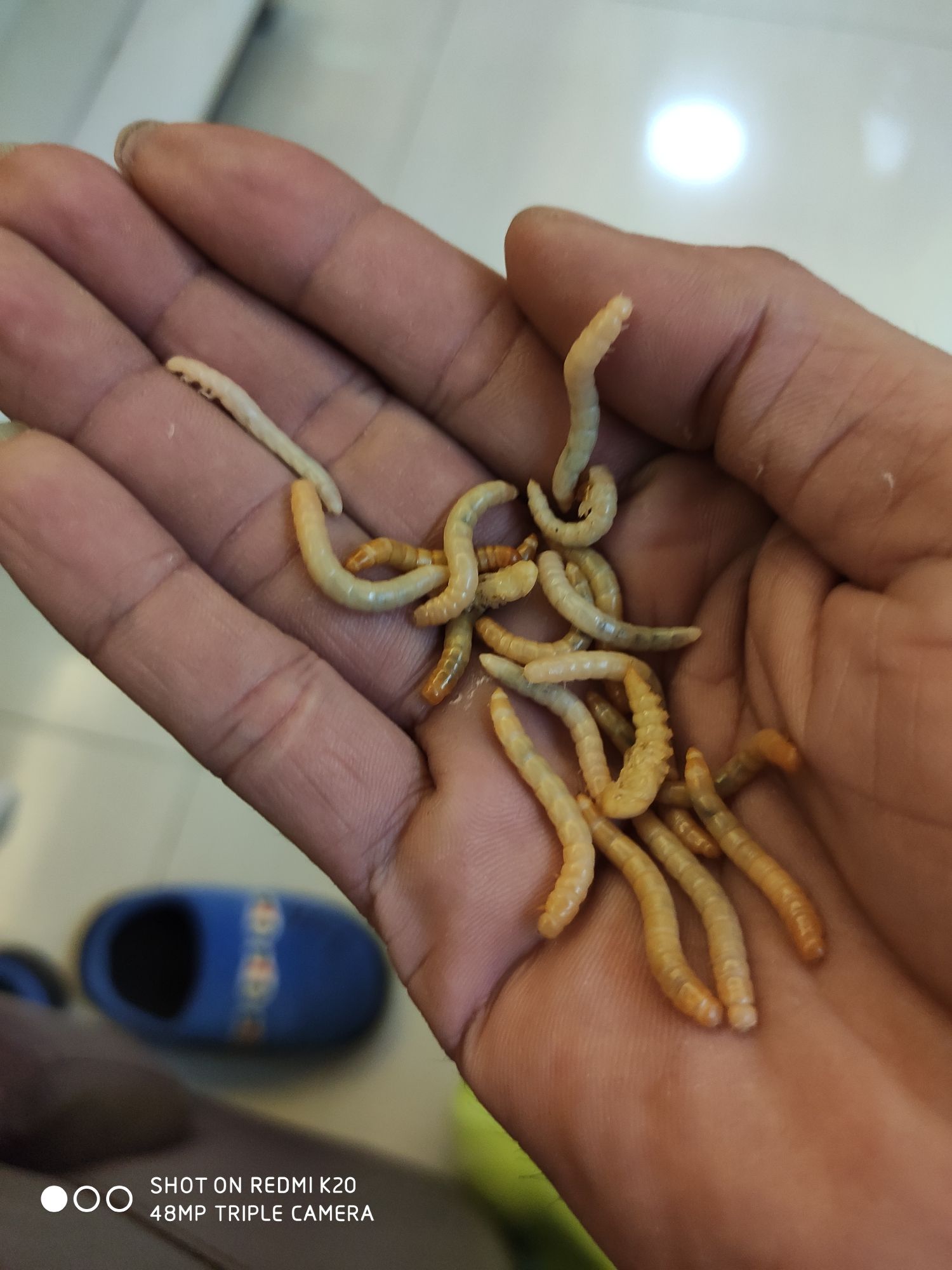 喂蟲 喂蟲 觀賞魚百科 第2張