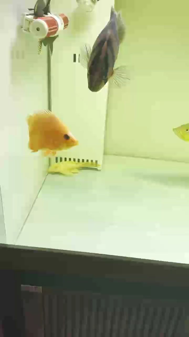 養了一年多的變異虎魚，20公分了