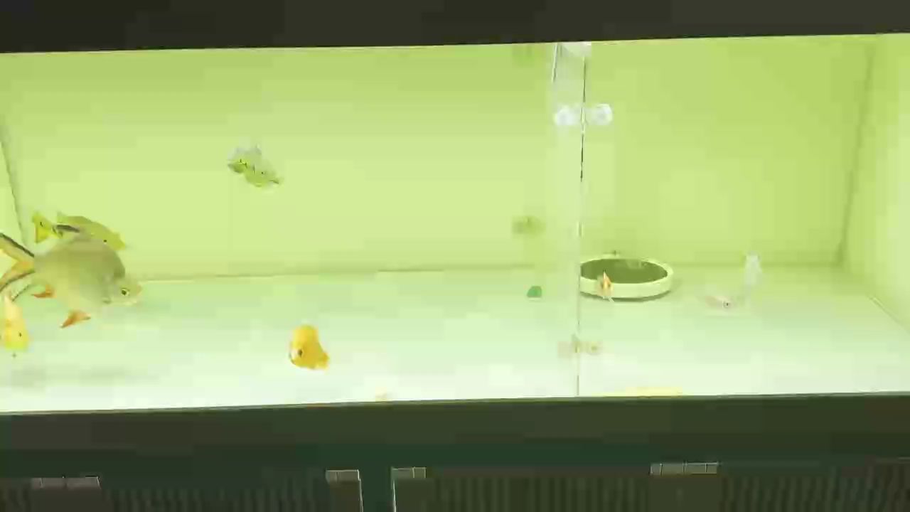 變異虎兩只都從小養(yǎng)起 變異虎兩只都從小養(yǎng)起 龍魚(yú)論壇
