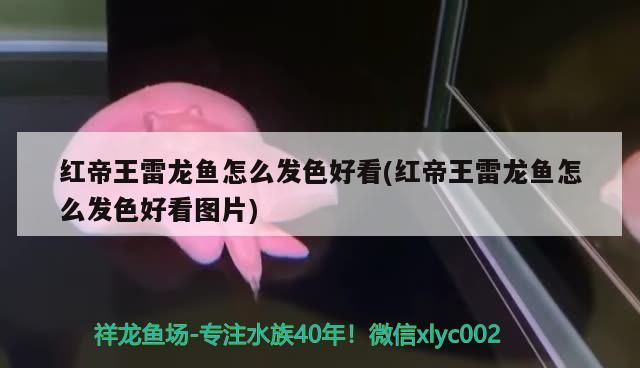 魚缸用增氧泵價格是多少:魚缸增氧機-xtrac增氧機-xtrac增氧機 紅帝王雷龍魚怎么發色好看(紅帝王雷龍魚怎么發色好看圖片) 觀賞魚百科 紅帝王雷龍魚怎么發色好看(紅帝王雷龍魚怎么發色好看圖片) 紅帝王雷龍魚怎么發色好看(紅帝王雷龍魚怎么發色好看圖片) 觀賞魚百科