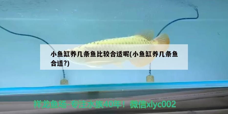 羅漢魚 小魚缸養(yǎng)幾條魚比較合適呢(小魚缸養(yǎng)幾條魚合適?) 觀賞魚百科 小魚缸養(yǎng)幾條魚比較合適呢(小魚缸養(yǎng)幾條魚合適?) 小魚缸養(yǎng)幾條魚比較合適呢(小魚缸養(yǎng)幾條魚合適?) 觀賞魚百科
