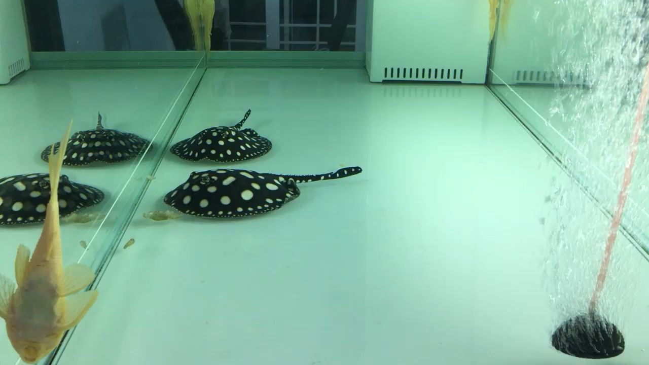 廣州水族館升級