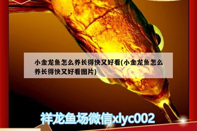 小金龍魚怎么養長得快又好看(小金龍魚怎么養長得快又好看圖片) 小金龍魚怎么養長得快又好看(小金龍魚怎么養長得快又好看圖片) 觀賞魚百科
