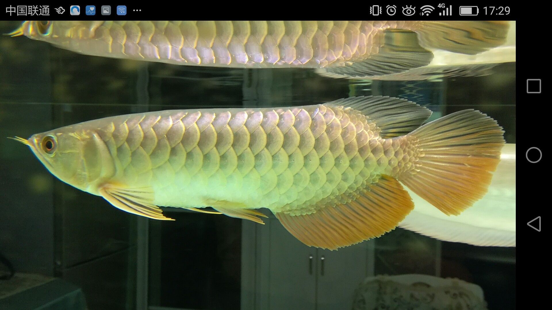 濟寧水族館家有小龍小龍鱗片光滑么