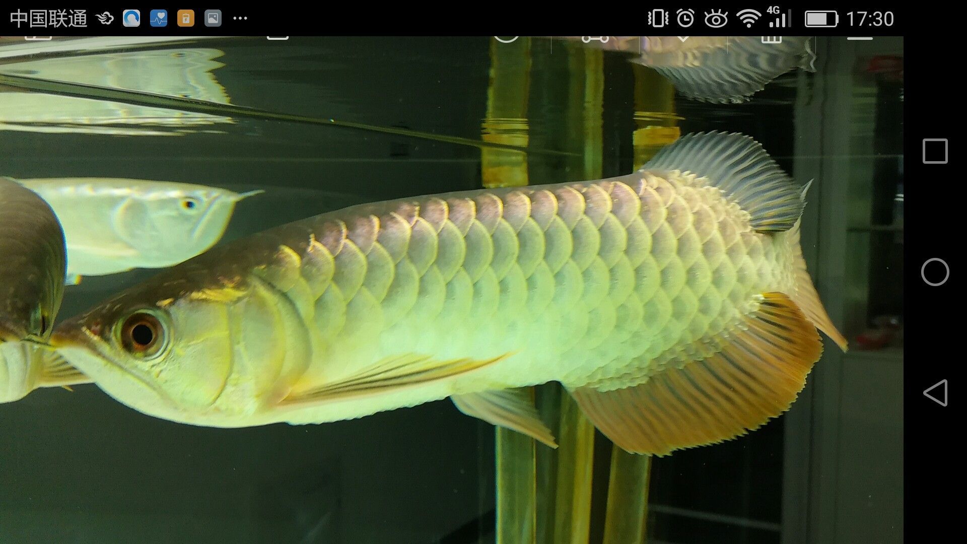 濟寧水族館家有小龍小龍鱗片光滑么