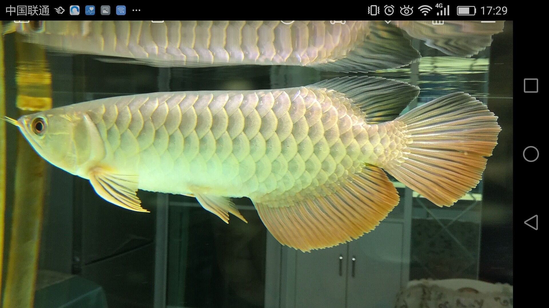 濟寧水族館家有小龍小龍鱗片光滑么