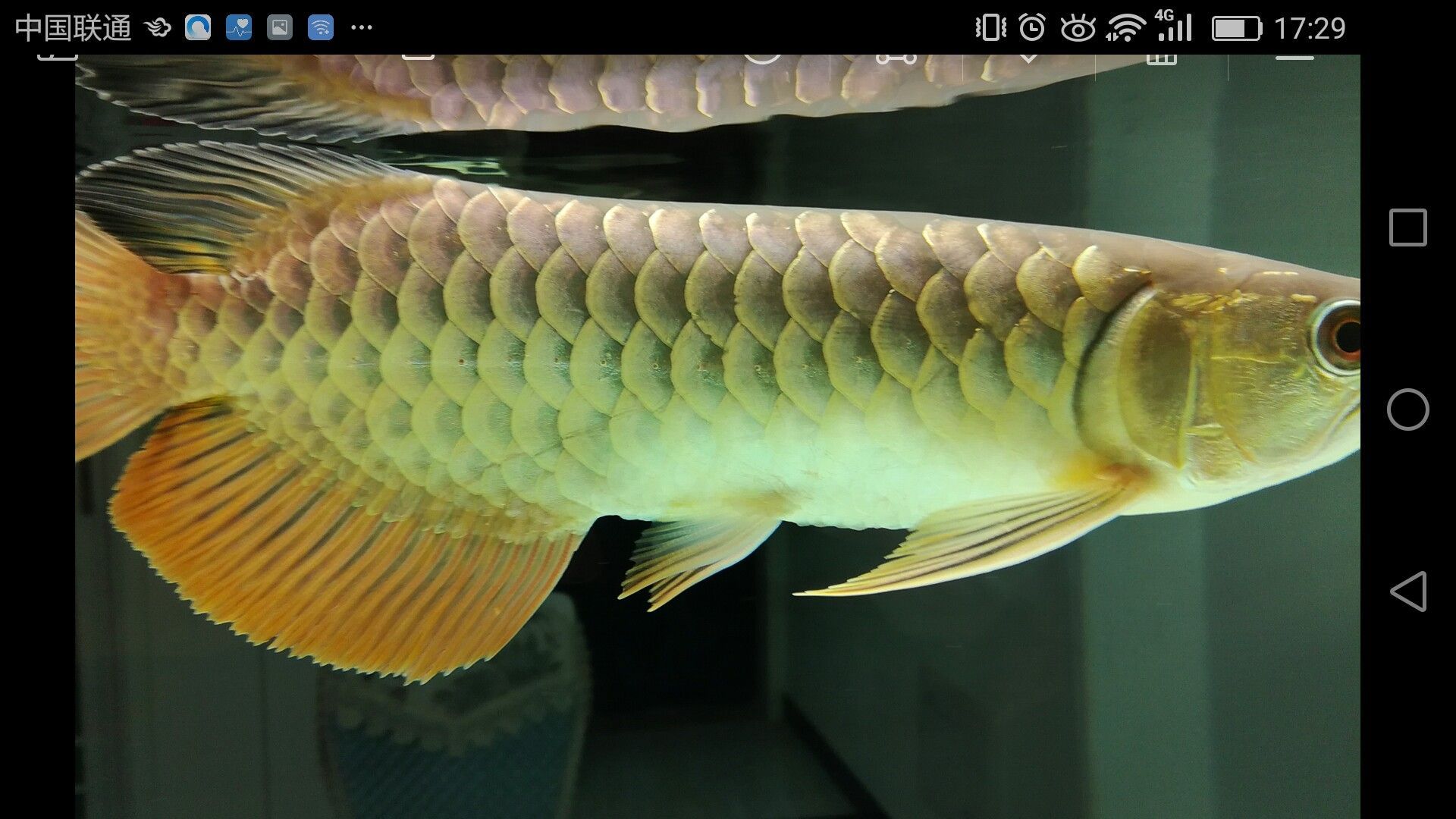 濟寧水族館家有小龍小龍鱗片光滑么