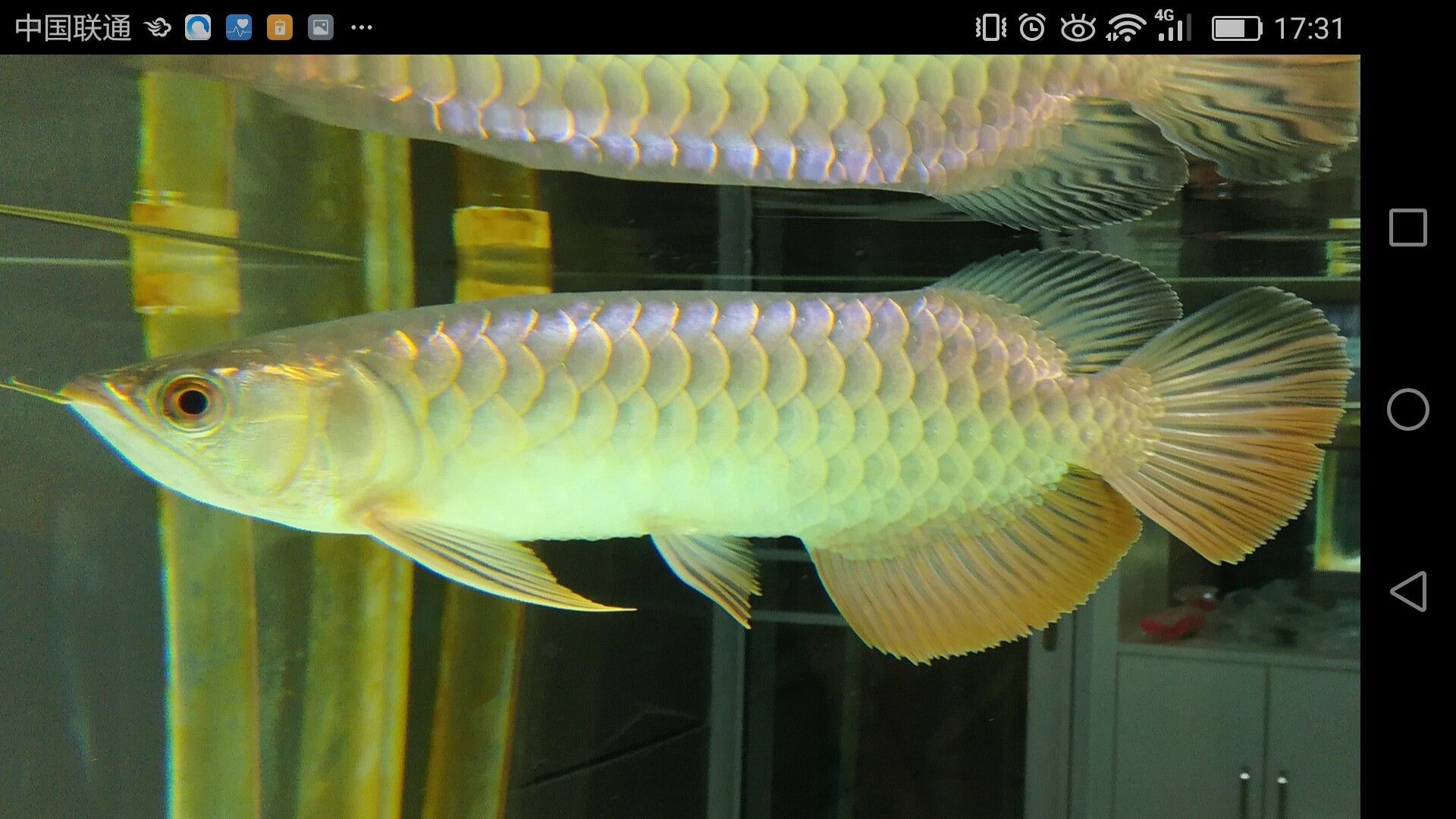 濟寧水族館家有小龍小龍鱗片光滑么