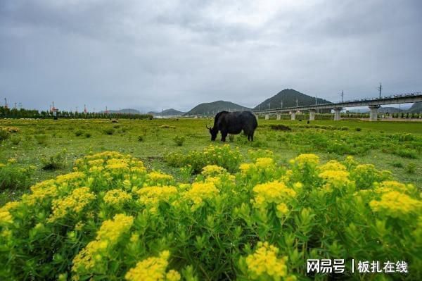 迪慶藏族自治州魚缸批發(fā)市場：迪慶藏族自治州的魚缸批發(fā)市場 迪慶藏族自治州魚缸批發(fā)市場：迪慶藏族自治州的魚缸批發(fā)市場 觀賞魚百科 第4張
