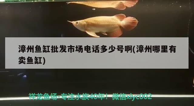 漳州魚缸批發(fā)市場電話多少號啊(漳州哪里有賣魚缸)