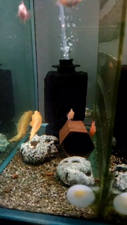 會是紅紅的迷你嗎 會是紅紅的迷你嗎 龍魚論壇