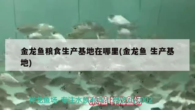 金龍魚糧食生產基地在哪里(金龍魚生產基地) 金龍魚糧食生產基地在哪里(金龍魚生產基地) 觀賞魚百科