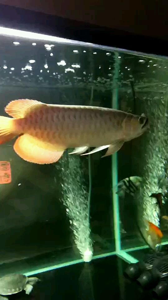 狀態(tài)如??