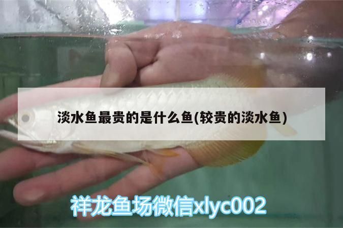 淡水魚最貴的是什么魚(較貴的淡水魚) 淡水魚最貴的是什么魚(較貴的淡水魚) 觀賞魚百科