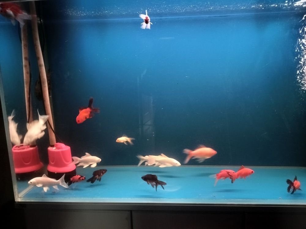又請(qǐng)了幾條魚(yú) 又請(qǐng)了幾條魚(yú) 龍魚(yú)論壇 第2張