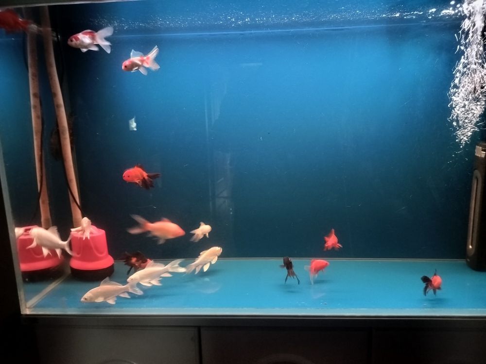 又請(qǐng)了幾條魚(yú) 又請(qǐng)了幾條魚(yú) 龍魚(yú)論壇 第3張