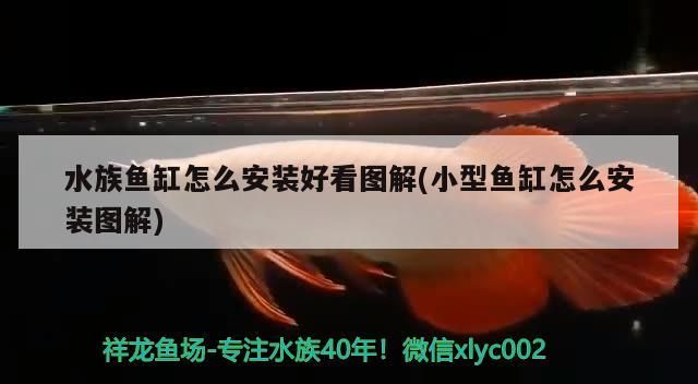 金龍魚哪種最貴（金龍魚哪種最貴的）