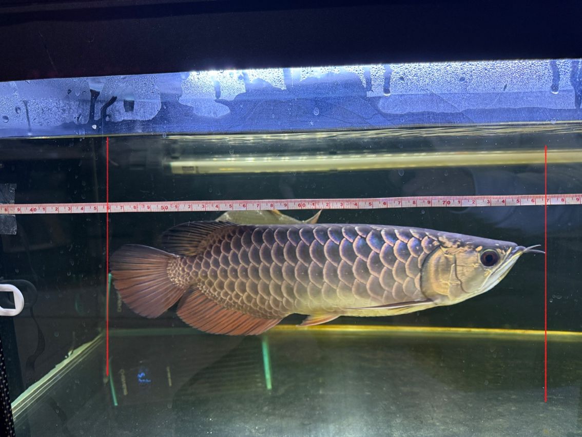 記錄 2025.12.27 30.9cm 龍魚論壇 第2張 記錄 2025.12.27 30.9cm 記錄 2025.12.27 30.9cm 龍魚論壇 第2張