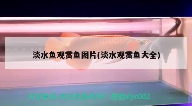 淡水魚觀賞魚圖片(淡水觀賞魚大全)