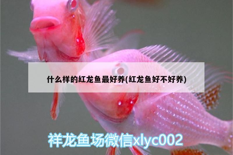 什么樣的紅龍魚最好養(yǎng)(紅龍魚好不好養(yǎng)) 什么樣的紅龍魚最好養(yǎng)(紅龍魚好不好養(yǎng)) 觀賞魚百科